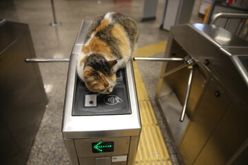 Calico cat sleeping on metro turnpike with electronic payment system during lockdown in Istanbul