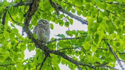 野生のエゾフクロウのひな