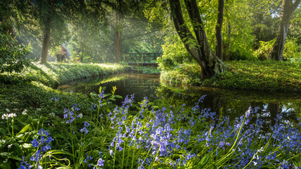 sun rays shining on a pond and bluebells in park Schoonoord in Rotterdam
