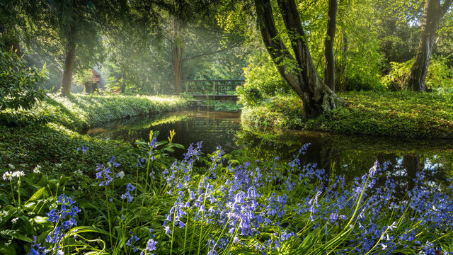 sun rays shining on a pond and bluebells in park Schoonoord in Rotterdam
