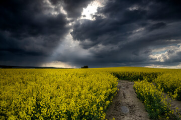 sunbeam ion dark storm sky over rapeseed field