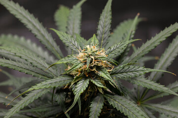 Cannabis Organic Farm