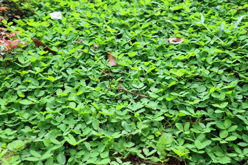 refreshing green grass in a garden