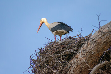 Close-up shot of White Stork (Cinocia Ciconia) in its nest
