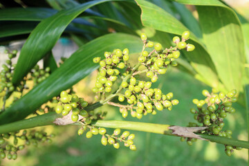 green plants with lots of fruit