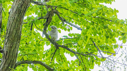 北海道　野生のエゾフクロウ