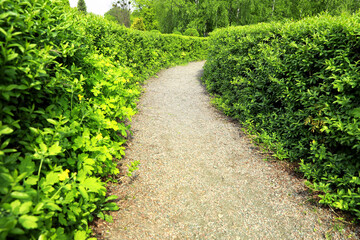 Naklejka premium Beautiful view of green hedge maze on sunny day