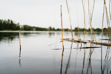 sucha trawa nad jeziorem 