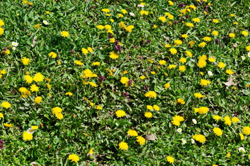 Springtime meadow in bloom with Selfheal also Prunella vulgaris and yellow dandelion also tarataxum officinale, Sofia, Bulgaria 