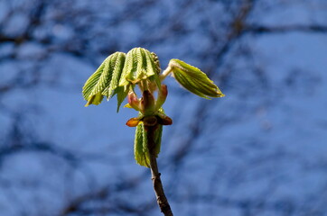 Twig with unopened flower bud and young hairy green leaves of the tree horse chestnut in spring,...