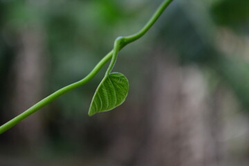 hoja verde - bouco con fondo desenfocado