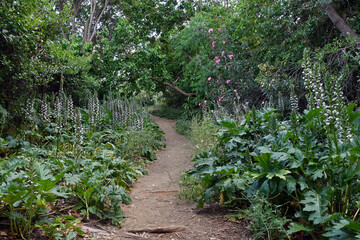 footpath with acanthus plant flowers - obrazy, fototapety, plakaty