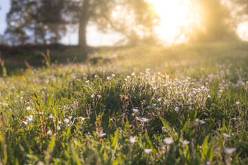 Summer meadow, green grass field in warm sunlight, nature background concept, soft focus, warm pastel tones