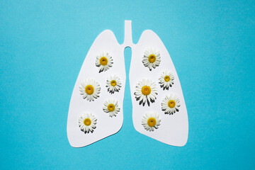 Paper lungs on a blue background and natural flowers of medicinal chamomile. Healthy breathing concept. Tuberculosis Day.