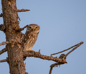 Close-up shot of  Little Owl (Athene noctua) perching on a tree