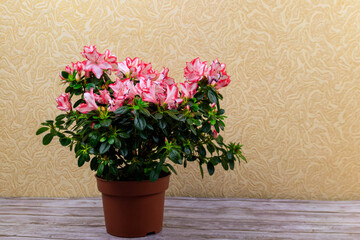 Blooming pink azalea in flower pot on a table