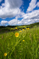 Steinach im Schwarzwald