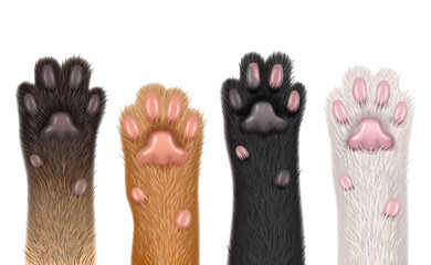 Paws realistic. Cats domestic funny animals fluffy foot with claw decent vector templates body parts collection isolated