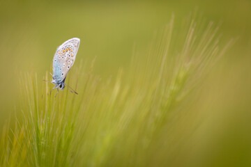 Mariposa posada en la hierba al amanecer