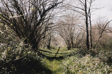 Grassy country path surrounded by leafless trees