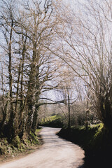 Rural road surrounded by leafless trees