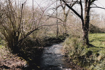 Stream surrounded by leafless trees and fields