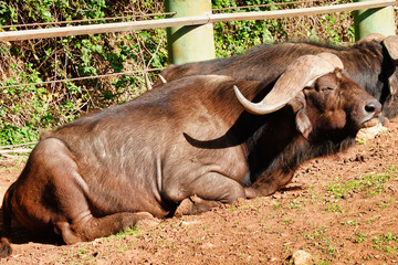 African buffalo lying down on the ground under sunlight