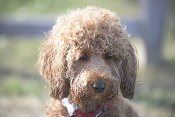 Cockapoo puppy just washed and looking baleful