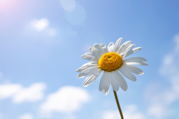 Chamomile close-up against the blue sky on a sunny summer day.