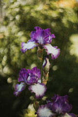 Macro vibrant flower