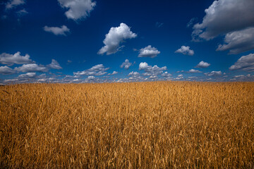Obraz premium Wheat field against a beautiful blue sky