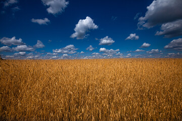 Wheat field against a beautiful blue sky