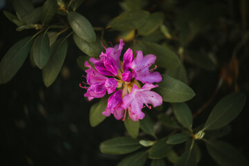 Macro vibrant flower