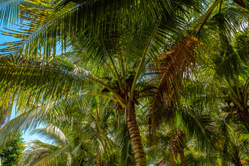 Obraz premium Coconuts on the coconut plam tree.