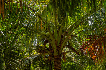 Coconuts on the coconut plam tree.
