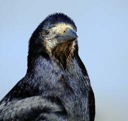Rook looking for food in public area on seaside front.