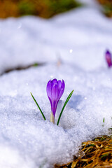 crocus dans la neige