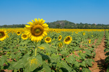 Close-up of sunflower. yellow sunflower stand against blue bright sky background