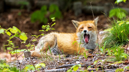 キタキツネ　あくび