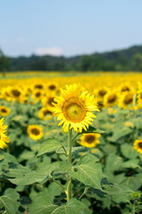 Close-up of sunflower. yellow sunflower stand against blue bright sky background