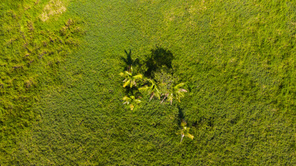 ฺBird eye view of plam trees in the middle of the green field. There are a green and yellow gress around the trees as background.