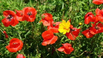 꽃양귀비,양귀비,봄꽃,야생화,5월