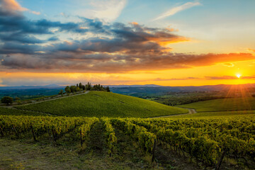 Brolio castle vineyards at sunset