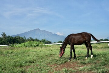 horses in the meadow, horse that is looking for food in the morning, with a backdrop of beautiful mountains