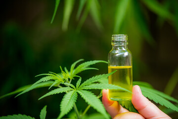 Full spectrum CBD and THC cannabis oils, pills and cbd lotion