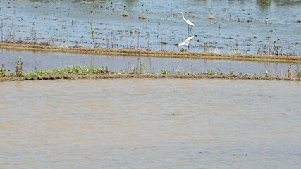 모내기가 끝난 벼논