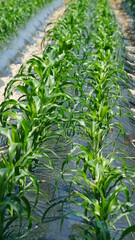 밭에서 자라고 있는 옥수수