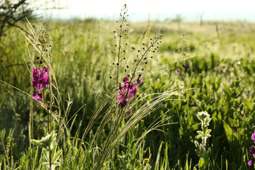 Beautiful flowers growing in meadow on sunny day