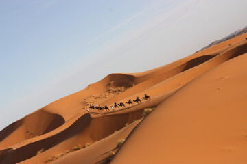 Plakat camel on a desert