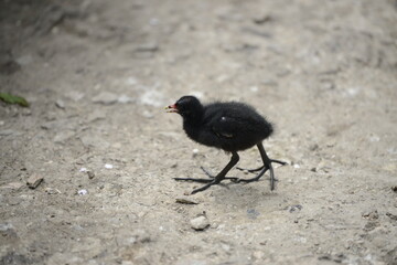 Coot chick